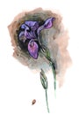 Watercolor hand painted illustration with alone iris on dark bac