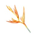 Watercolor hand painted illustration of orange heliconia flower.