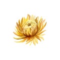 Watercolor hand painted illustration of yellow chrysanthemum flower Royalty Free Stock Photo