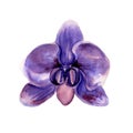 Watercolor hand painted illustrtion of violet orchid flower. Royalty Free Stock Photo