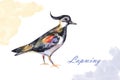 Watercolor hand painted lapwing bird for your creative space ,for books illustration or cards. Colorful image isolated Royalty Free Stock Photo