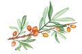 Watercolor hand painted nature autumn garden illustration with orange sea buckthorn berries and green leaves on brown branch Royalty Free Stock Photo