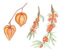 Watercolor hand painted nature autumn garden plants set composition with orange physalis fruit and sea buckthorn berries on branch Royalty Free Stock Photo