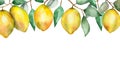 Watercolor hand painted nature citrus border banner with yellow lemon fruits Royalty Free Stock Photo