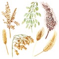 Watercolor hand painted nature field plants set with yellow, green and  wheat, oats, barley, millet grain cereals collection Royalty Free Stock Photo