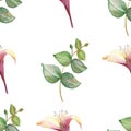 Watercolor hand painted nature floral greenery seamless pattern with pink blossom honeysuckle flowers and green eucalyptus leaves Royalty Free Stock Photo