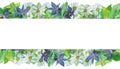 Watercolor hand painted nature floral herbal banner with white blossom chamomile flowers, purple borage plant and green leaves