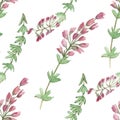 Watercolor hand painted nature floral herbal plants set with different pink blossom heather flowers, buds and green leaves