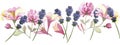 Watercolor hand painted nature floral line banner composition with pink honeysuckle, purple lavender blossom flowers and green lea