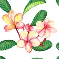 Watercolor hand painted nature floral seamless pattern with pink summer plumeria flowers on brown branch and green striped leaves Royalty Free Stock Photo