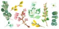 Watercolor hand painted nature floral set with green eucalyptus branches and leaves, yellow willow, white jasmine flowers, pink ap Royalty Free Stock Photo