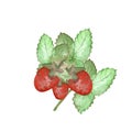 Watercolor hand painted nature forest berry composition with red wild strawberry and green leaves bouquet Royalty Free Stock Photo