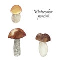 Watercolor hand painted nature forest meadow plants set with three brown cap white mushrooms and porcini text Royalty Free Stock Photo