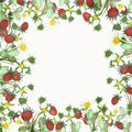 Watercolor hand painted nature forest squared border frame with red wild strawberries, white blossom flowers and green leaves bush Royalty Free Stock Photo