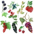 Watercolor hand painted nature fresh berry set with purple blackberry, blueberry, red strawberry, cherry, currant, blackcurrant, g Royalty Free Stock Photo