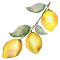 Watercolor hand painted nature fruit citrus composition with yellow three lemons