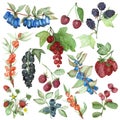 Watercolor hand painted nature garden plants set with blueberries, blackberries, black currants, cherries, strawberries, cranberri