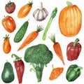Watercolor hand painted nature garden plants set with green cucumber, broccoli, asparagus, orange carrot, pumpkin, red tomato, bel Royalty Free Stock Photo