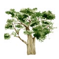 Watercolor hand painted nature garden trees isolated on white background. Green tree Africa illustration. Royalty Free Stock Photo