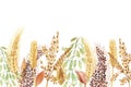 Watercolor hand painted nature grain field banner composition with golden rye ear, green and brown cereal ranches and orange leave Royalty Free Stock Photo