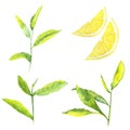 Watercolor hand painted nature greenery healthy set with green tea sprouts leaves on branch and yellow lemon slices