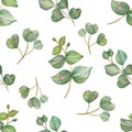 Watercolor hand painted nature greenery plants seamless pattern with green eucalyptus leaves on branches Royalty Free Stock Photo