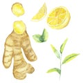 Watercolor hand painted nature healthy set composition with yellow ginger root and slices, green tea stem and leaves, lemon citrus