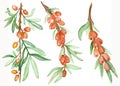 Watercolor hand painted nature herbal berry set composition with orange sea buckthorn berries on stem and green leaves on branch c