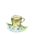 Watercolor hand painted nature herbal composition with a cup of tea and white chamomile flowers bouquet with yellow middle Royalty Free Stock Photo