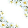 Watercolor hand painted nature herbal corner border frame with white petals yellow center blossom chamomile flowers and green leav