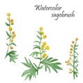 Watercolor hand painted nature herbal plant set with yellow flowers wormwood on green stem with leaves , three sagebrush branches