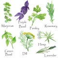 Watercolor hand painted nature herbs and spices set with green marjoram, parsley, rosemary, green basil, purple basil leaves and b Royalty Free Stock Photo
