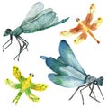 Watercolor hand painted nature insects set with blue, yellow green and orange dragonfly