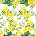 Watercolor hand painted nature meadow floral seamless pattern with yellow acacia and buttercup blossom flowers and green eucalyptu