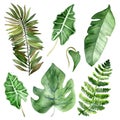 Watercolor hand painted nature set with green different tropical leaves and branches collection Royalty Free Stock Photo