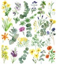 Watercolor hand painted nature set with yellow, orange, purple and blue medicinal flowers and green eucalyptus and herbs branches Royalty Free Stock Photo