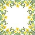 Watercolor hand painted nature squared border frame with yellow celandine flowers and green eucalyptus leaves on branches Royalty Free Stock Photo