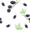 Watercolor hand painted nature summer berry seamless pattern with purple blackberry on stem branches with green leaves Royalty Free Stock Photo