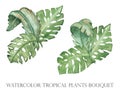 Watercolor hand painted nature summer season tropical composition with green monstera palm leaves bouquet Royalty Free Stock Photo