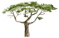 Watercolor hand painted nature tree isolated on white background. Africa green illustration.