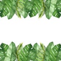 Watercolor hand painted nature tropical banner frame composition with green monstera palm leaves bouquet