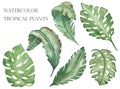 Watercolor hand painted nature tropical set composition with green palm monstera leaves collection Royalty Free Stock Photo
