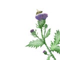 Watercolor hand painted nature weed greenery plant composition with milk thistle purple needle flower, green leaves on branch, bud Royalty Free Stock Photo