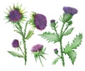 Watercolor hand painted nature weed plants set composition with milk thistle purple blossom flowers, burdock green leaves on branc Royalty Free Stock Photo