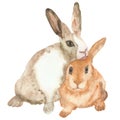 Watercolor Hand Painted Nature Wild Animal Composition With White Beige And Ginger Two Rabbits With Long Ears