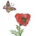 Watercolor hand painted nature wild floral composition with red poppy flower on green stem leaves with ornamental brown butterfly Royalty Free Stock Photo