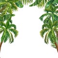 Watercolor hand painted palm illustration, isolated on white background. A bunch of three palm trees painting. Summer tropical Royalty Free Stock Photo