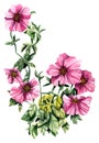 Watercolor hand painted petunia flower. Can be used as romantic background for wedding invitations, greeting cards