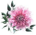 Watercolor hand painted pink dahlia, green leaves delicate bouquet. Floral arrangement on white background