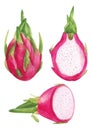 Watercolor hand painted pink dragon fruit. Jucy raw exotic Petahaya set. Tropical sweet fresh fruit isolated on white Royalty Free Stock Photo